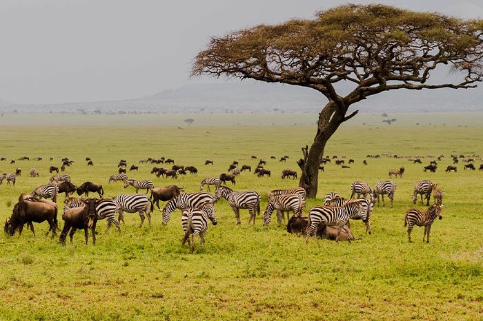 East Africa Golden Savannah Trail